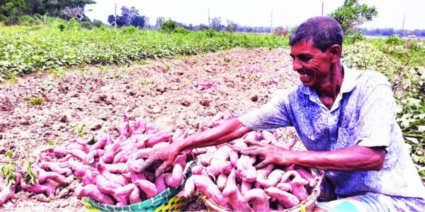 মীরসরাইয়ে কমছে মিষ্টি আলুর চাষ